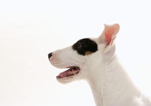 歯科治療に力を入れている杉並区の動物病院