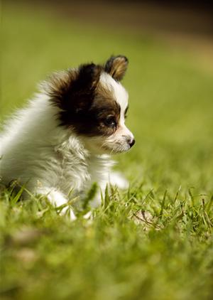 秦野で信頼できる動物病院を見つけるための完全ガイド：健康管理から緊急対応まで徹底解説