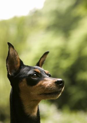 老犬ホームにワンちゃんを預けませんか