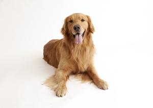 ロイヤルカナンは療法食で特に優れている