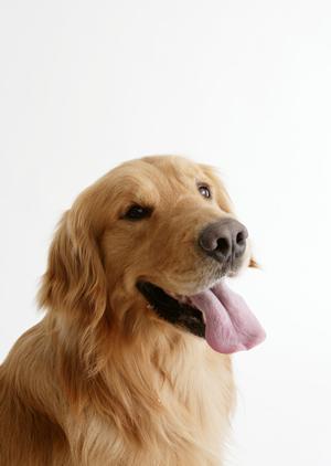 愛犬のための肉球クリームならこちら