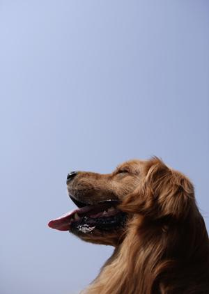 犬の幼稚園でしつけを学ぶことができます