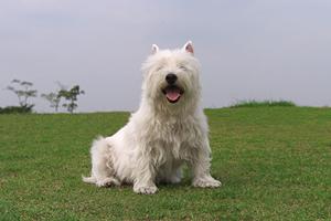 ペットを安心・安全に輸送するための完全ガイド：ストレス軽減と信頼できる業者選びのポイント