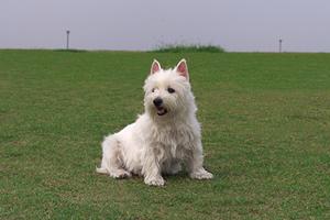 京都市中京区の動物病院！いつでも診察！