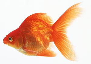 地域密着型のペット葬祭専門会社