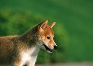 極小犬が揃っている埼玉のペットショップ