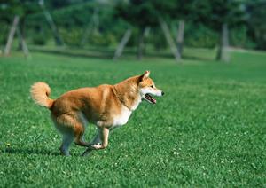 豆柴の子犬を欲しい人にお店を紹介します