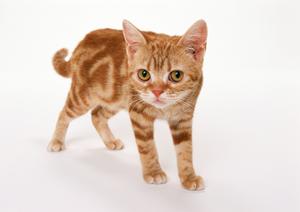 愛猫の健康を守る！ロイヤルカナンの療法食完全ガイド