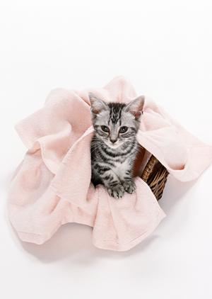 横浜のハリネズミカフェについて