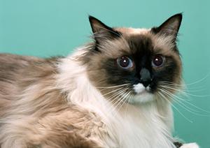 大阪でのペット輸送を安心・快適に！専門業者が教える最適サービスの選び方