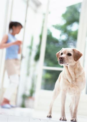 渋谷のトリミングサロンでお気に入りの犬グッズ