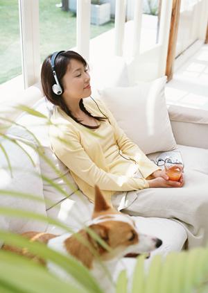 豆柴の子犬を販売しているところ