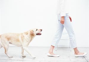 旭川市にある緑の森どうぶつ病院 旭神センター病院の特徴とアクセス情報